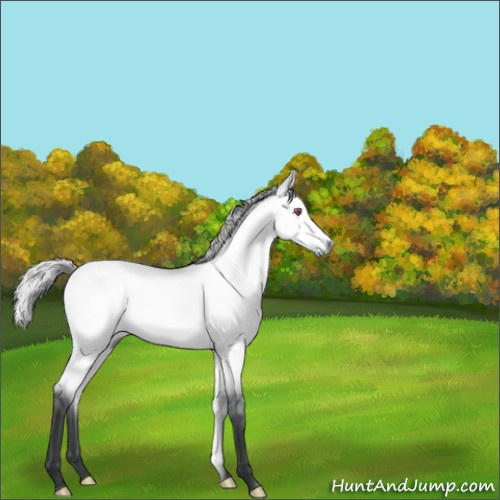 Horse Color:Silver Bay Chinchilla Dun 