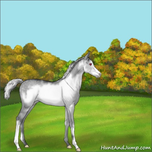 Horse Color:Silver Grullo Chinchilla Frame 