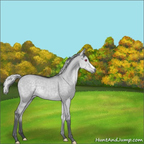 Horse Color:Silver Grullo Chinchilla 