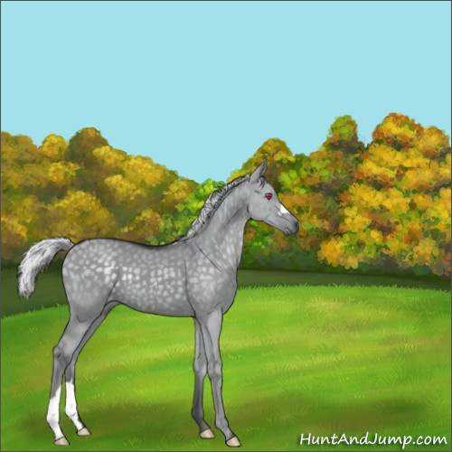 Horse Color:Silver Grullo Chinchilla 