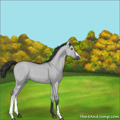 Horse Color:Grullo Chinchilla 