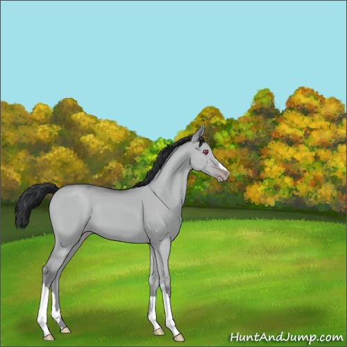 Horse Color:Classic Champagne Chinchilla Dun 