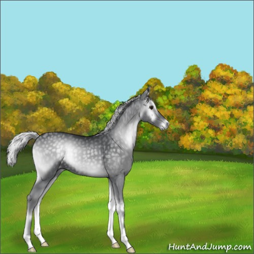 Horse Color:Silver Blue Onyx Chinchilla 