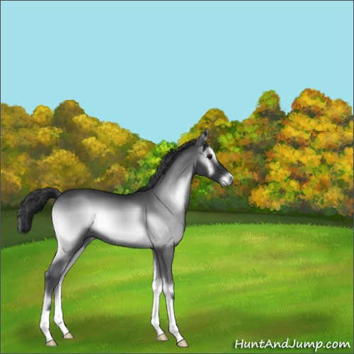 Horse Color:Blue Onyx Chinchilla 