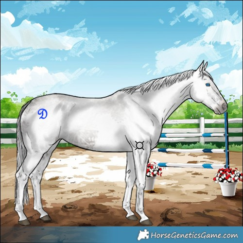 Horse Color:Gray Grullo Ice Splash Rabicano 