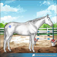 Horse Color:Gray Grullo Ice Splash Rabicano 