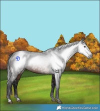 Horse Color:Gray Brown