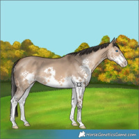 Horse Color:Bay Dun Splash