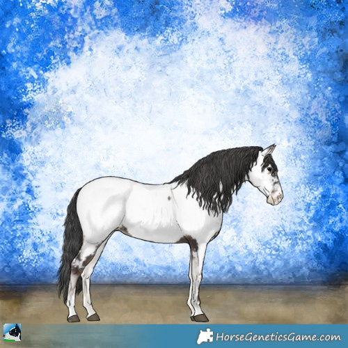 Horse Color:Blue Onyx Sabino Appaloosa 