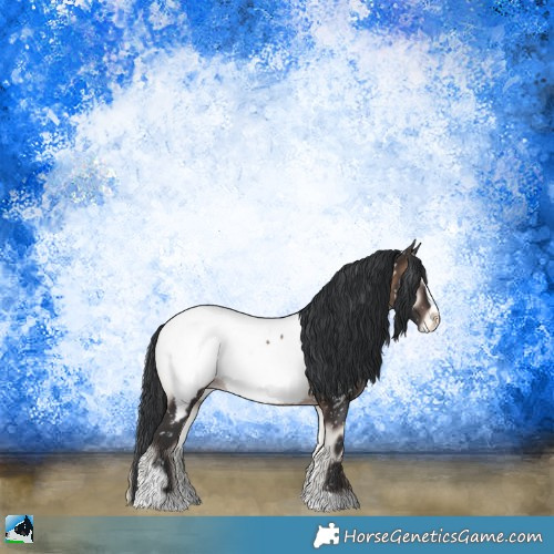 Horse Color:Brown Onyx Sabino Appaloosa 