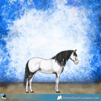 Horse Color:Brown Onyx Sabino Appaloosa Rabicano 