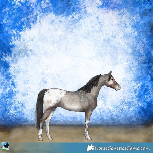Horse Color:Blue Onyx Roan Appaloosa Rabicano 