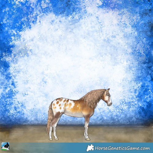 Horse Color:Gray Palomino Onyx Sabino Appaloosa Rabicano 