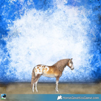 Horse Color:Gray Palomino Onyx Sabino Appaloosa Rabicano 