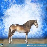 Horse Color:Gray Liver Red Onyx Sabino Blanket Rabicano 