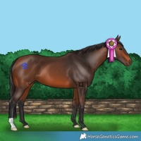Horse Color:Bay 