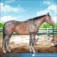 Horse Color:Bay Ice 