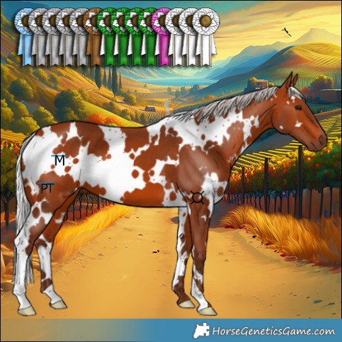 Horse Color:White Spotted Silver Bay 