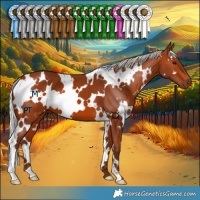 Horse Color:White Spotted Silver Bay 