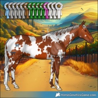Horse Color:White Spotted Silver Bay 