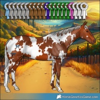 Horse Color:White Spotted Silver Bay 