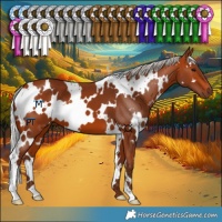 Horse Color:White Spotted Silver Bay 