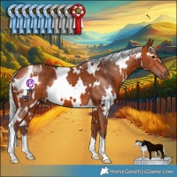 Horse Color:White Spotted Silver Bay 