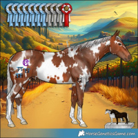Horse Color:White Spotted Silver Bay
