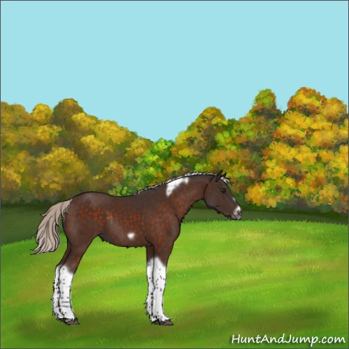 Horse Color:Silver Brown Tobiano Frame Rabicano 