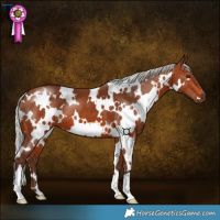 Horse Color:White Spotted Silver Brown