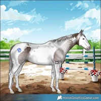 Horse Color:Gray Chestnut Splash Tobiano