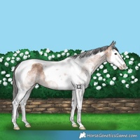 Horse Color:White Spotted Bay Splash Tobiano 