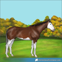 Horse Color:Gray Bay Splash 