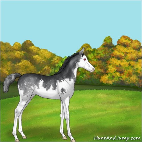 Horse Color:Black Chinchilla Sabino Splash Rabicano 