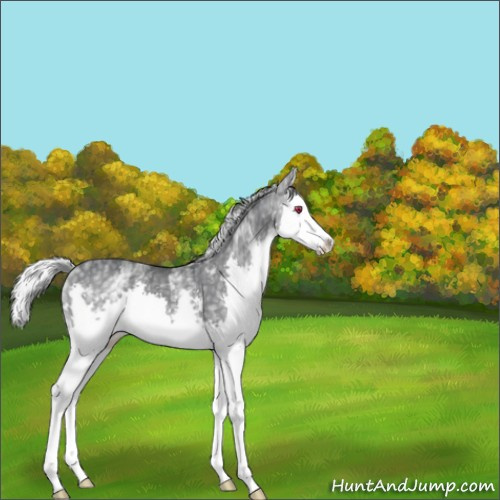 Horse Color:White Spotted Silver Black Chinchilla Splash 