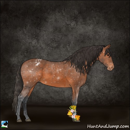 Horse Color:Bay Appaloosa