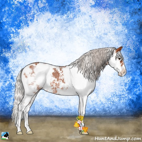 Horse Color:Silver Bay Sabino 