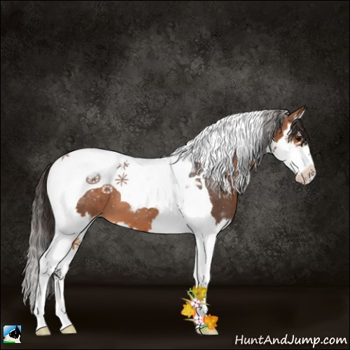 Horse Color:Bay Splash Tobiano Appaloosa