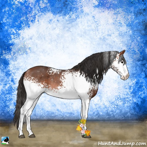 Horse Color:White Spotted Bay 