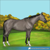 Horse Color:Gray Grullo 