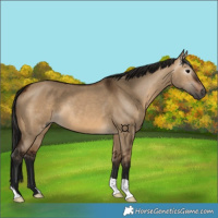 Horse Color:Gray Bay Dun 