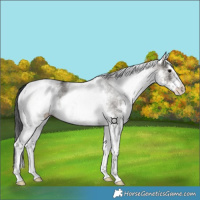 Horse Color:White Spotted Grullo 
