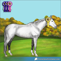 Horse Color:Gray Grullo 