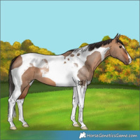Horse Color:Bay Dun Tobiano 