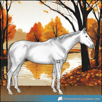 Horse Color:Gray White Spotted Chestnut Splash Tobiano