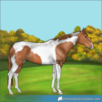 Horse Color:Chestnut Tobiano 