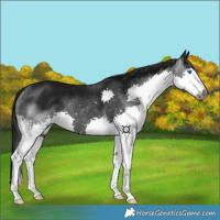 Horse Color:Gray Black Splash 
