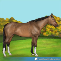 Horse Color:Gray Bay Dun 