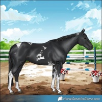 Horse Color:Black Tobiano 