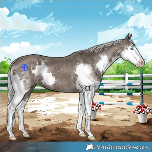 Horse Color:Silver Black Splash 